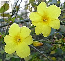 ウンナンオウバイ