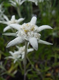 薄雪草 ウスユキソウ