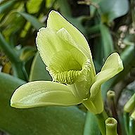 バニラの花