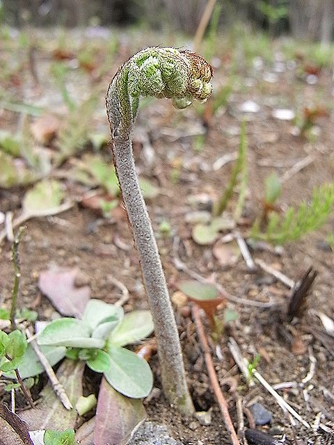 ワラビ