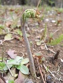 蕨（わらび）の芽