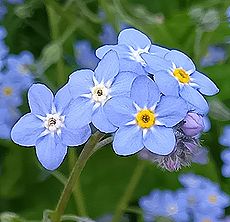 勿忘草（ワスレナグサ）