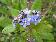 シルベチカ 花言葉