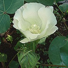 ワタの花と、若い実