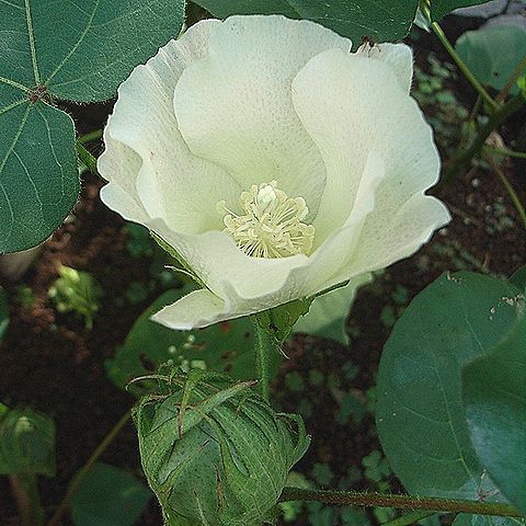 ワタの花と、若い実