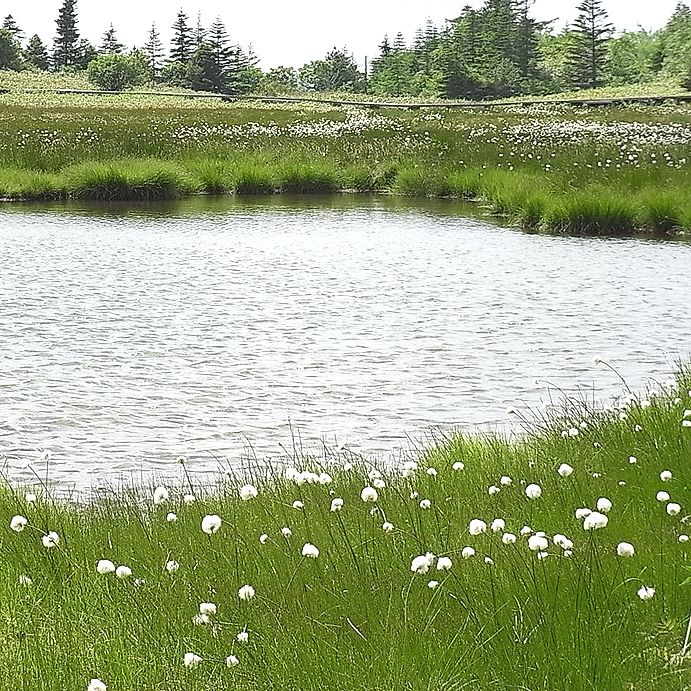 池塘とワタスゲの花