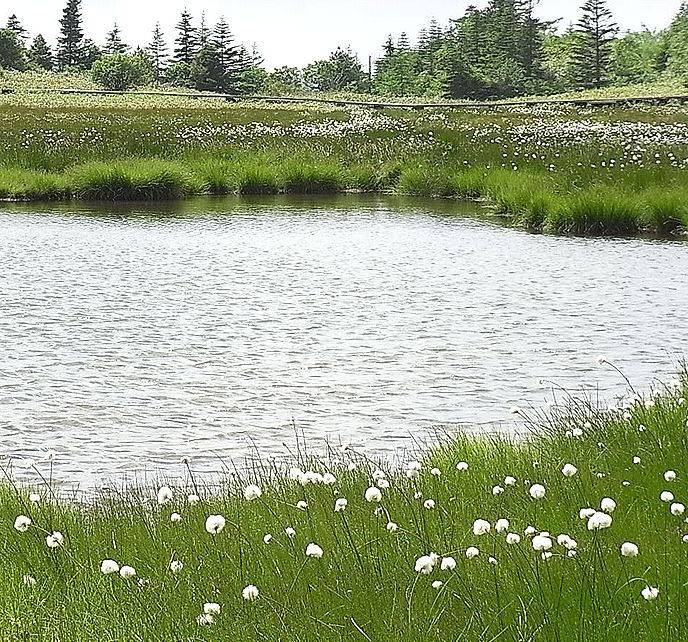 池塘とワタスゲの花