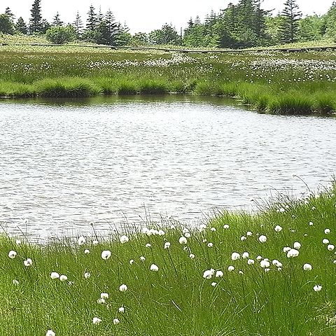 池塘とワタスゲの花