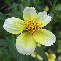 ウィンターコスモス