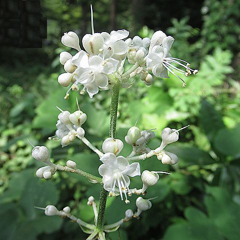 薮茗荷（ヤブミョウガ）