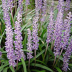 ヤブラン