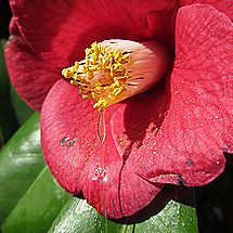 ヤブツバキの蜜