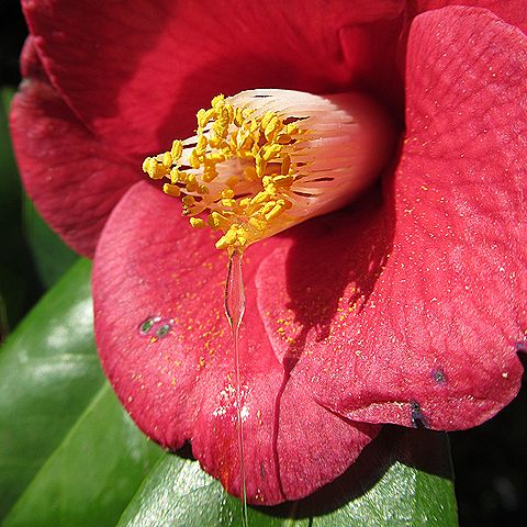 ツバキ