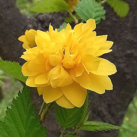 ヤエヤマブキ