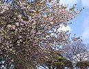 ヤエザクラの花びらが盛大に舞う動画のサムネイル