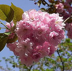 ヤエザクラ、カンザン