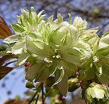 ヤエザクラ、ギョイコウ