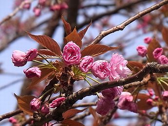 八重桜 写真集 １