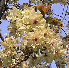 ヤエザクラ、ウコン