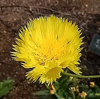 イエローサルタン