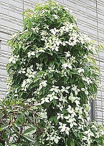 トキワヤマボウシ