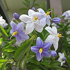 ツルハナナス、ヤマホロシ