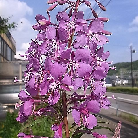 ヤナギラン