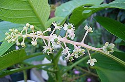 ヨウシュヤマゴボウ