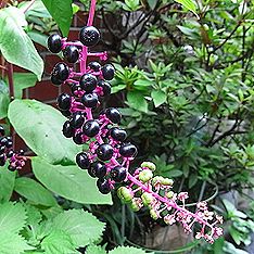 ヨウシュヤマゴボウ