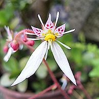 ユキノシタ
