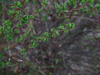 雪柳 写真集 １