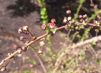 ユキヤナギ、フジノピンク