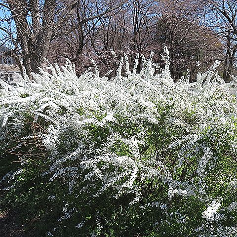 ユキヤナギ