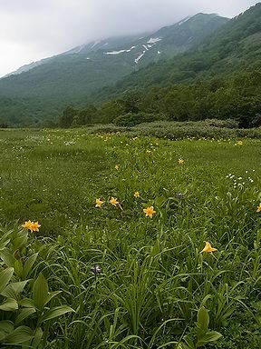 ニッコウキスゲ