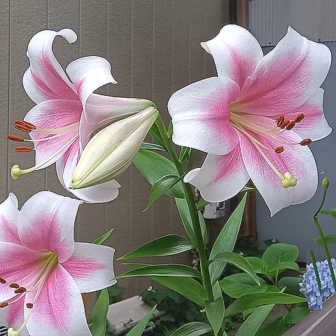 ユリ
