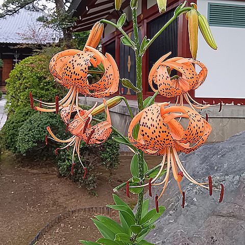 オニユリ