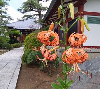 オニユリ