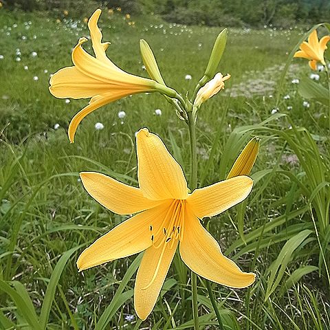 ニッコウキスゲ