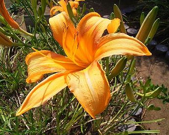 野萱草 写真集 1 野萱草 写真集 1