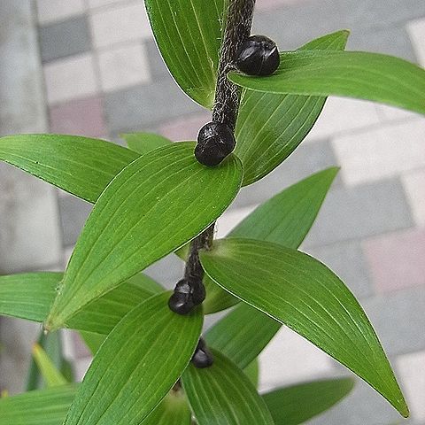 オニユリ