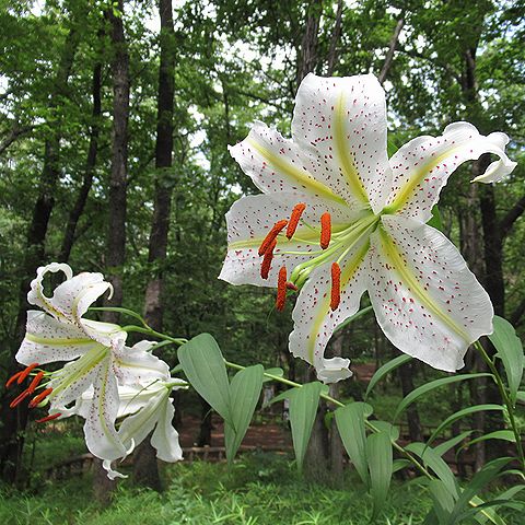 ヤマユリの花