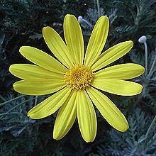 ユリオプスデージー