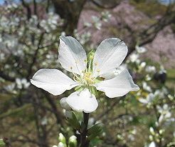 桜桃 ユスラウメ