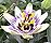 トケイソウの開花の動画のサムネイル