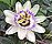 トケイソウの開花の動画のサムネイル