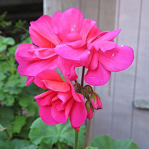 ゼラニューム