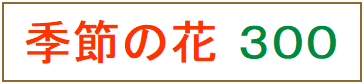 季節の花 300